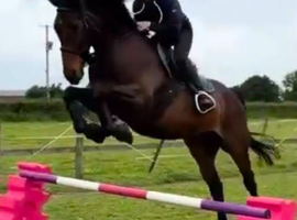 16hh 8yo