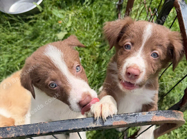 Last 4 pups available