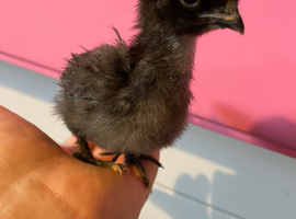 Silky chiks