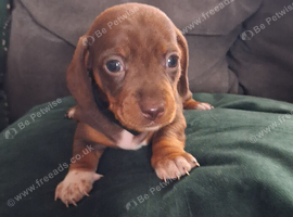 Miniture Dauschund Puppies