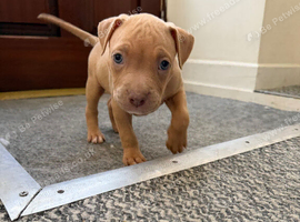 ABKC AMERICAN STANDARD BULLIES