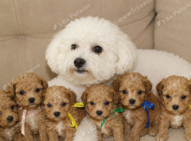 F1 Poochon puppies Health Tested parents