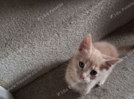 Kitten
