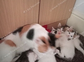 5 gorgeous Kittens for sale