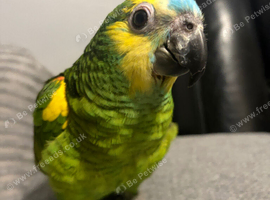 Hand Reared Blue Fronted Amazons