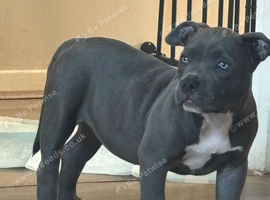 Pocket bully puppy