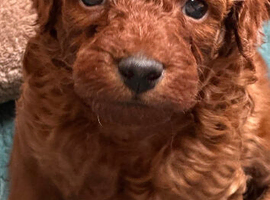 F1bb cockerpoo puppies
