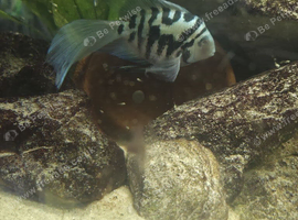 Long fin and short fin polar parrots