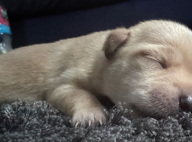 chihuahua x jack russell terrie puppies
