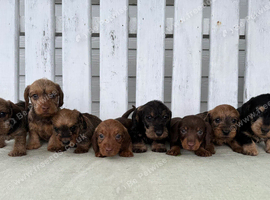 Mini Wire Haired Dachshund Pups
