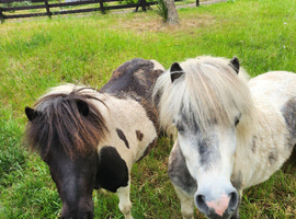 Pair of Miniature Shetland Ponies