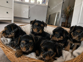 Yorkshire terrier puppies