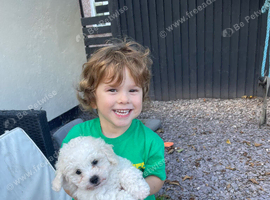 F1 from kc bichon mum