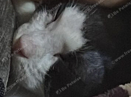 Urgently 3-Month-Old Boy Kitten