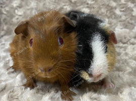 Beautiful Bonded Guinea Pigs