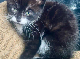 Searching for his forever home
