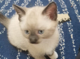 Kittens for sale