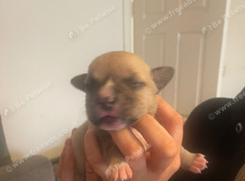 Chunky staffie pups