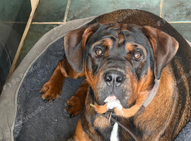 Englis bull dog cross rottie