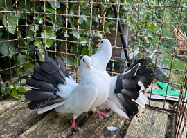 Fantails