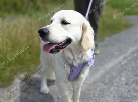 Female Golden Retriever