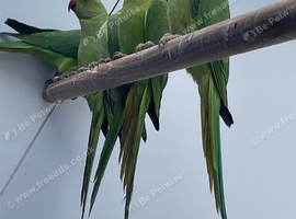 Indian ringneck