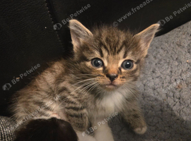 Stunning kittens 2 boys 1 girl ready now