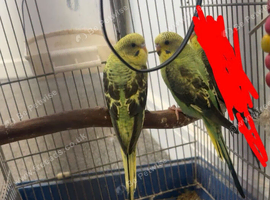 2 beautiful black wings young budgies