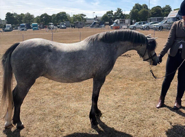 Hope Vera pixie 11.2 3 year old mare