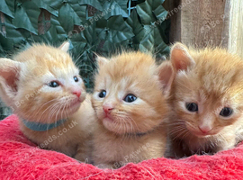 BEAUTIFUL KITTENS TO RESERVE