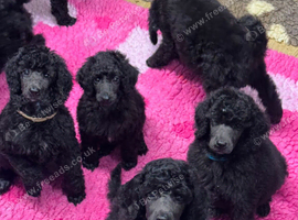 Standard poodles Fully health tested