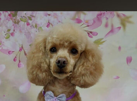 Beautiful chipoo pups