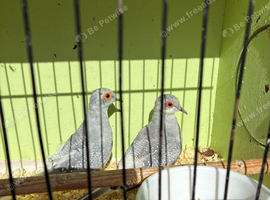 2 young Diamond Doves