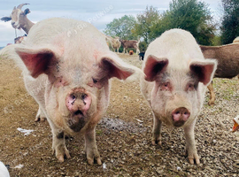 X2 Large White Pigs