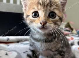 Brown Tabby Female