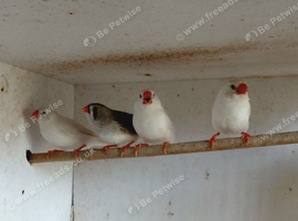 Zebra finches