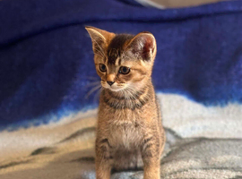 Beautiful BSH kitten