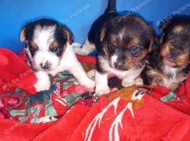 Jack Russell x yorkie