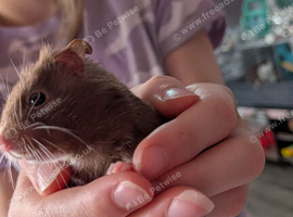 Syrian hamster baby and full set up