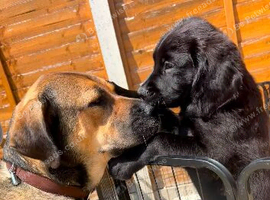 Springer x Mastiff 12/04/2026