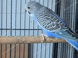 Multi colour s,f anthrecite budgies.