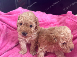 2 boys toy poodle