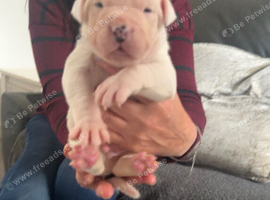American Bulldog Puppies &ndash; 6 Boys & 3 Girls