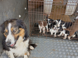Welsh collie puppies