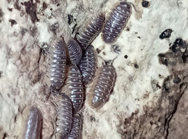 Clown isopods
