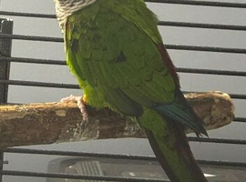 green-cheeked conure