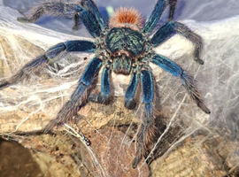 Mature Male GBB + Setup