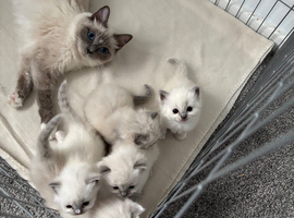 Ragdoll kittens