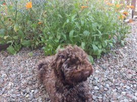 Lagotto Romagnolo Puppy