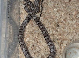 Baby corn snakes